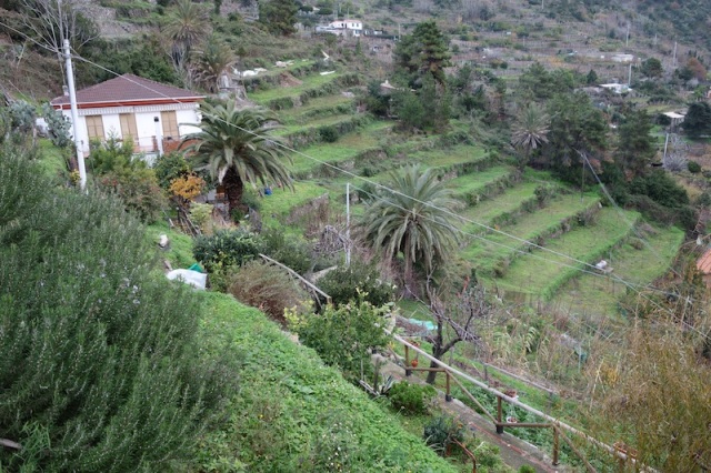 Terraced farming plots on the way to Corniglia village. 