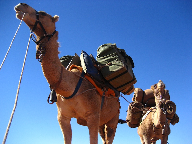 9-camels.jpg