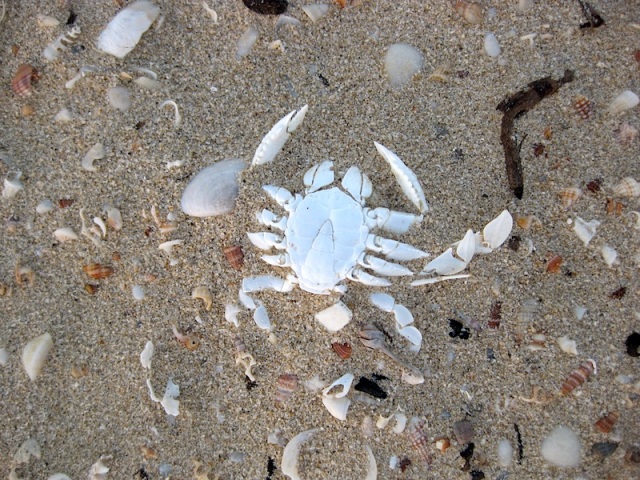 Crab skeleton waiting to be fossilised. 