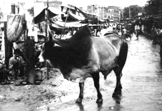 A sacred cow and poverty on the streets in India 