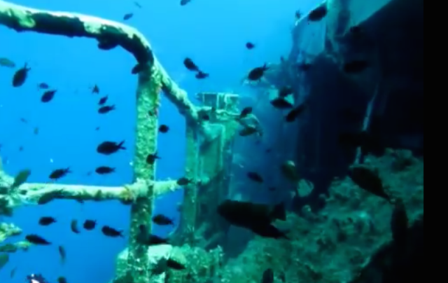 The Nordland wreck not only provides a source of wonderment for divers but a wonderful artificial reef. 