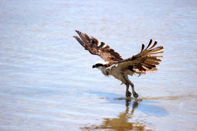 Osprey in full flight. To catch this action I panned the camera. The osprey shown above had a wingspan of around one metre, however their span can reach 1.8 metres. Canon 600D. 